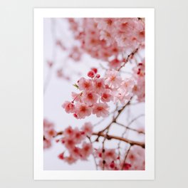 Cherry Blossoms / 09 Art Print