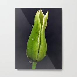 Green Tulip on Black Background Metal Print