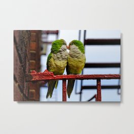 Two green monk parakeets in Brooklyn New York Metal Print | Greenbird, Monkparakeets, Lovebirds, Couple, Beautiful, Romantic, Love, Photo, Parakeet, Monkparakeet 
