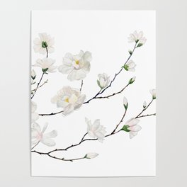 Magnolias  Poster