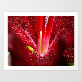 Flowering Lillium  Art Print