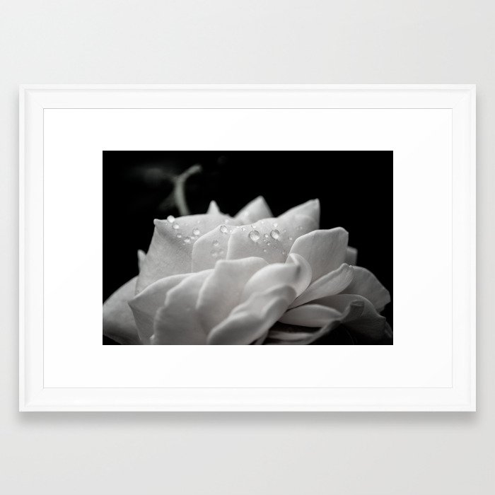 Floral Nature Photography Delicate Rose With Water Droplets