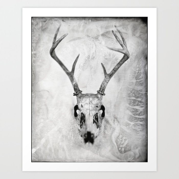 Whitetail Deer Skull (Buck) - 8x10 Tintype Photo Art Print
