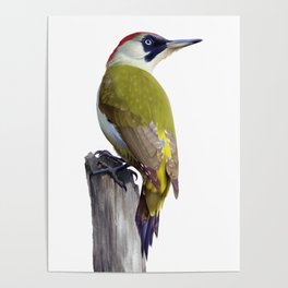 The European green woodpecker Poster
