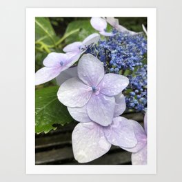 Beautiful Blue Flower in Nature Art Print | Photo, Nature, World, Garden, Student, Blue, Color, Park, Flowers, Earth 