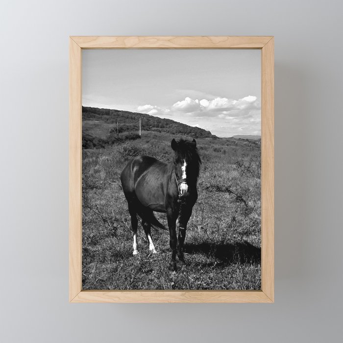 Monochrome black horse on the field in the summertime Framed Mini Art Print