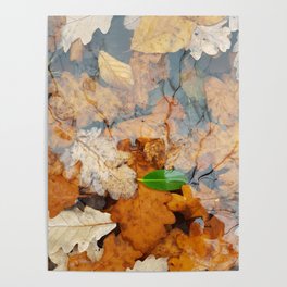 Brilliant Green Leaf in an Autumn Lake Poster