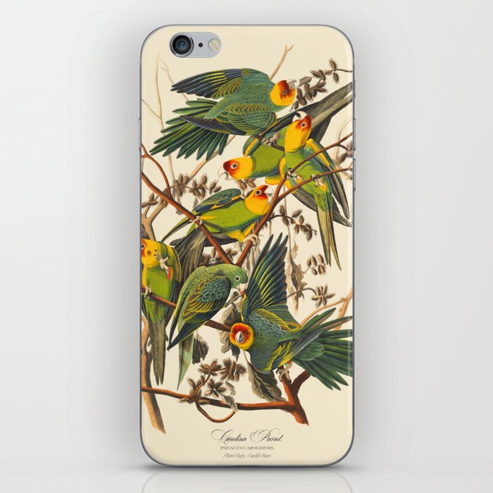 Vinatge Birds Carolina Parrot iPhone Skin