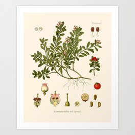 Manzanita and Seeds - Vintage Botanical Print Art Print