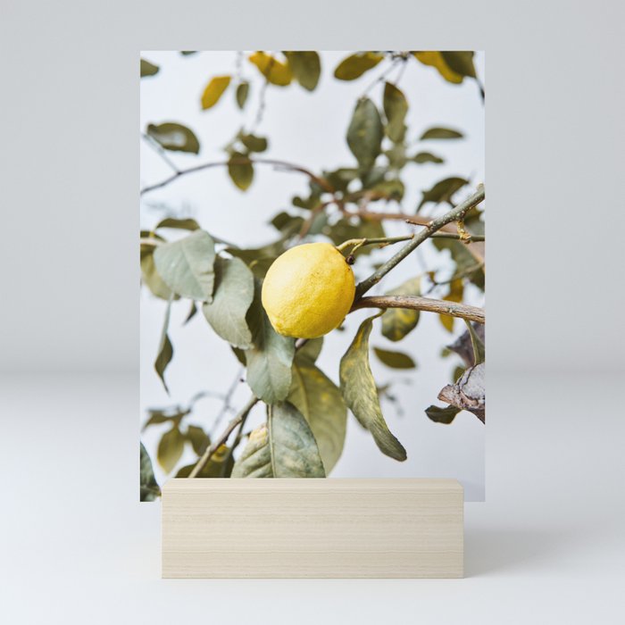 Cute lemon tree in spring | Nature photography art print | Travel photography Spain Mini Art Print
