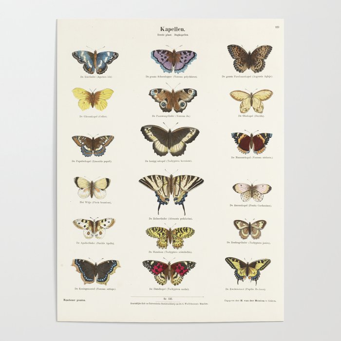 Vintage Butterfly Chart Poster