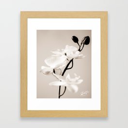 Synthetic Orchid in Sepia Framed Art Print