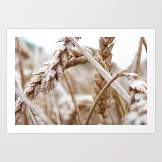 Wheat Art Print