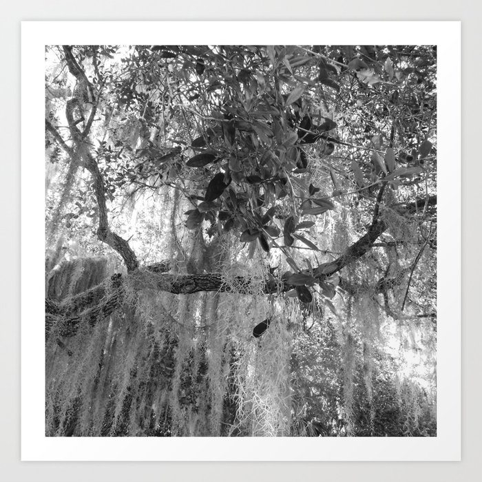 Spanish moss Art Print by A Glass Robot Society6