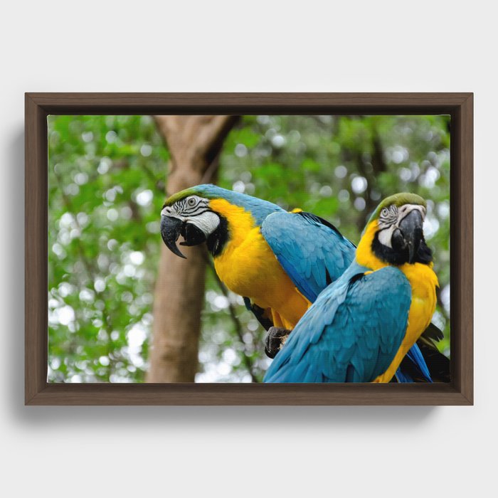 Macaws Framed Canvas
