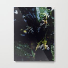 Star jasmine Metal Print | Flower, Tropicalgarden, Tropicalflowers, Tropical, Jasmine, Flowers, Whiteflowers, Tropicalflower, Photo, Rainonflowers 