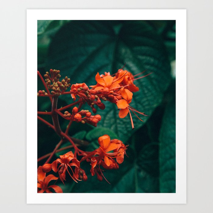 Tropical Plant Art Print