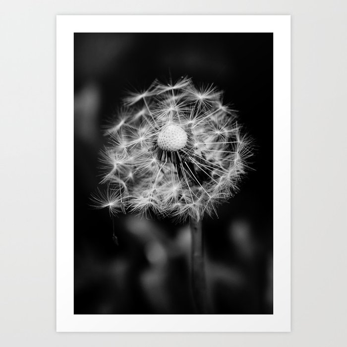 Dandelion, ready to blow away, in black and white Art Print