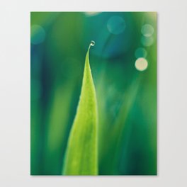 grass and bokeh Canvas Print