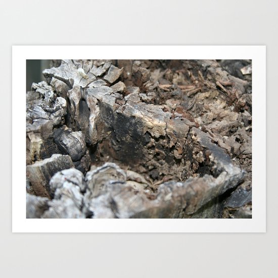 Textured Tree Stump Of Eucalyptus Tree Art Print