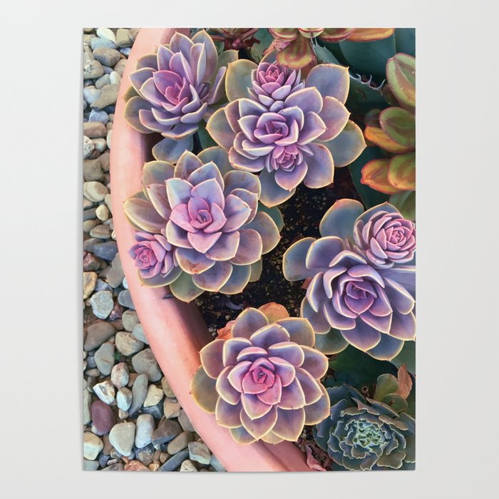 echeveria planter Poster