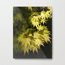 Acer Palmatum Metal Print | Photo, Digital, Nature 