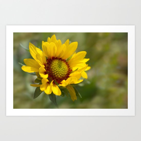 Sunny Delight Art Print