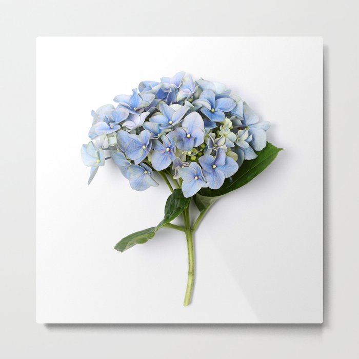 Blue hydrangea flowers Metal Print