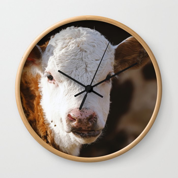 Hereford Calf Portrait Closeup Wall Clock