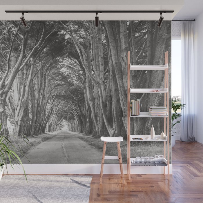 Cypress Tree Avenue - Travel Photography Wall Mural