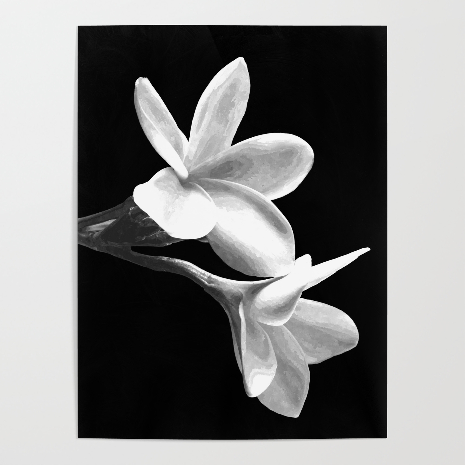 White Flowers Black Background Poster by Alemi | Society6