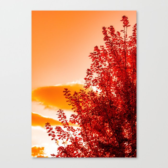Red Autumn 2 Canvas Print