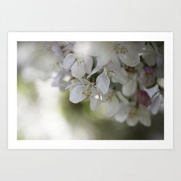 apple blossoms 3 Art Print