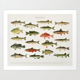 Illustrated North America Game Fish Identification Chart Art Print