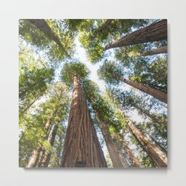 Humboldt Redwoods Photography, California State Park, Giant Redwoods, Forest Art, Tree Tops Metal Print