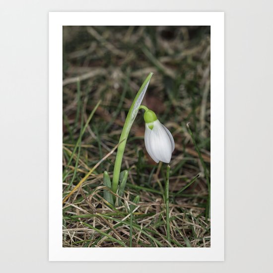 Snowdrop Art Print