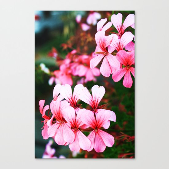 Pretty in Pink Canvas Print