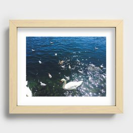 Pond, Water, Lake, Duck, Swan Recessed Framed Print