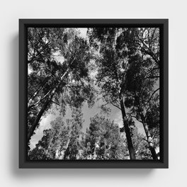 Summer Forest Canopy in Black and White  Framed Canvas