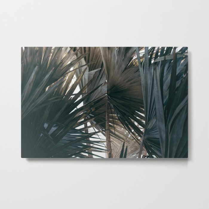 Lush Metal Print | Photography, Digital, Color, Palm-tree, Palm-tree-print, Palm-tree-photo, Palm-tree-art, Tropical, Tropical-print, Tropical-art