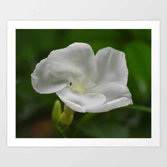 Delicate Art Print