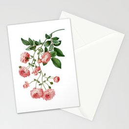 Vintage Pink Rambler Roses Botanical Illustration on Pure White Stationery Card