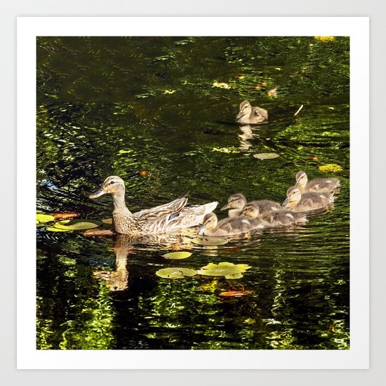 Ducks Art Print
