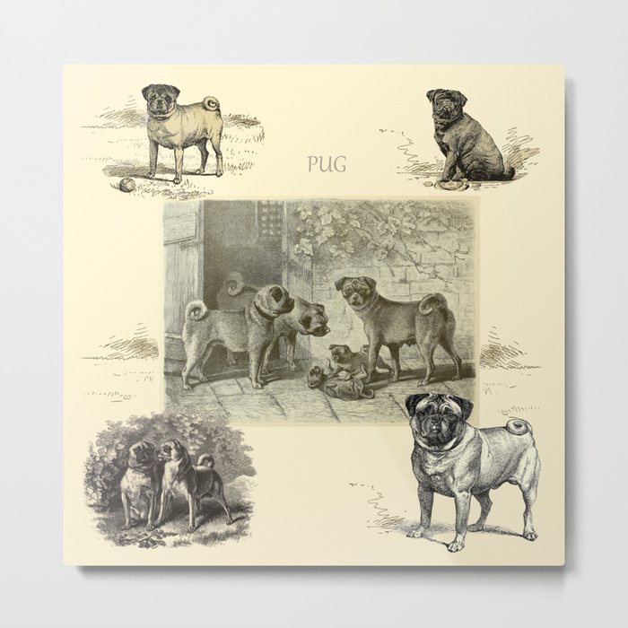 PUG DOGS Illustration Metal Print