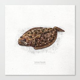 Summer flounder scientific illustration art print Canvas Print