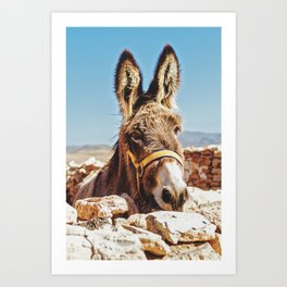 Donkey photo Art Print