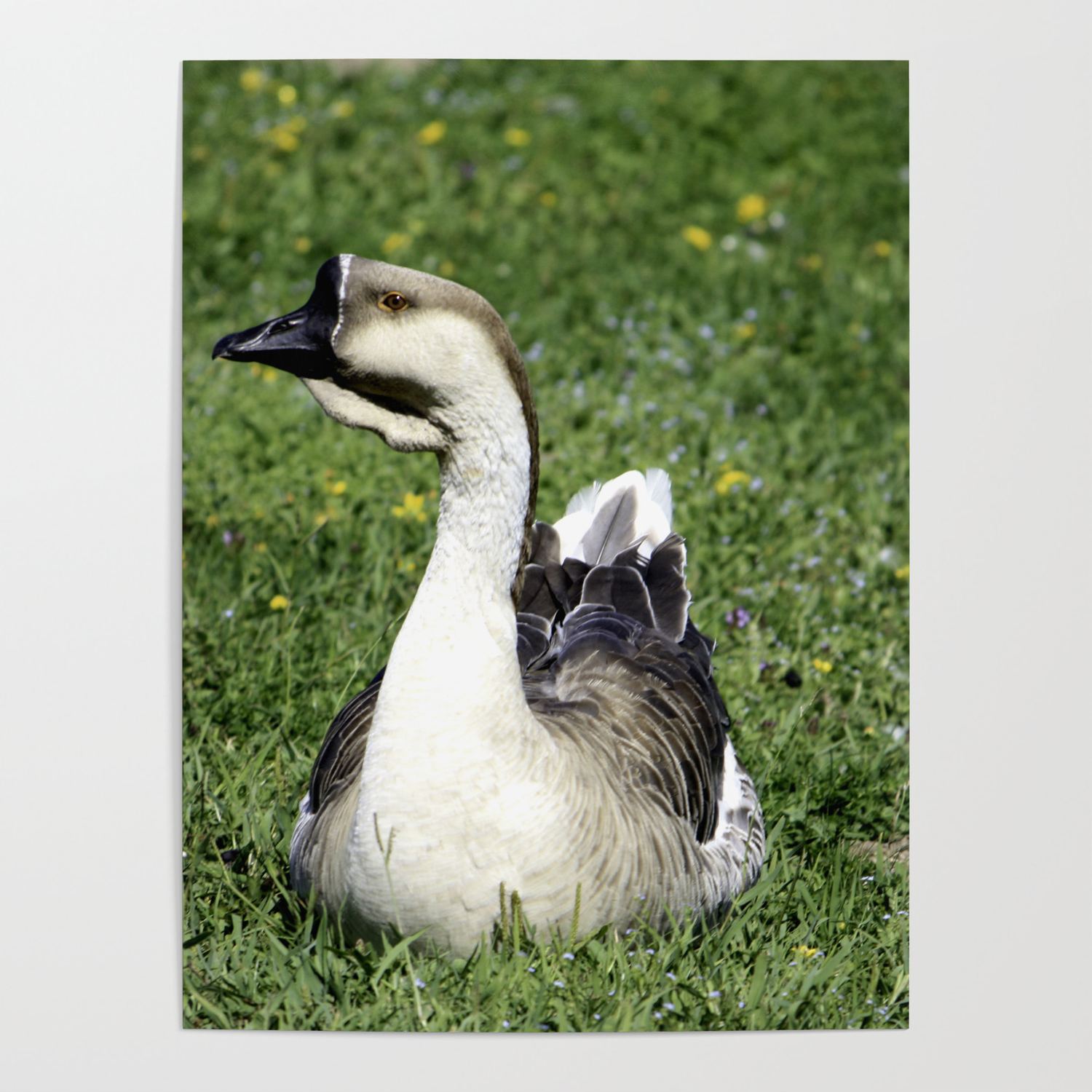 Goose or Gander Poster by Patterns4Nature | Society6