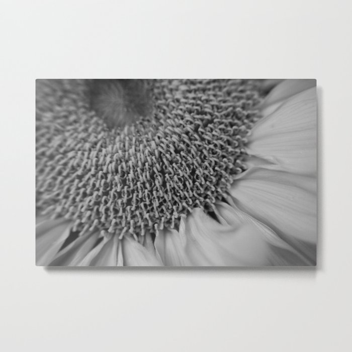 Sun Flower Metal Print