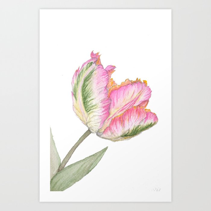 Apricot Parrot Tulip Art Print By Katlynsnest Society6