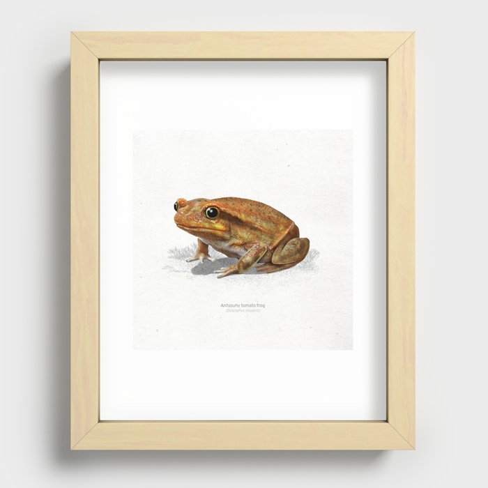 Antsouhy tomato frog scientific illustration art print Recessed Framed Print